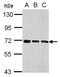 Transmembrane Protein 259 antibody, NBP2-17276, Novus Biologicals, Western Blot image 