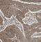 Coiled-Coil Domain Containing 7 antibody, FNab01001, FineTest, Immunohistochemistry frozen image 