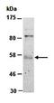 Activator of 90 kDa heat shock protein ATPase homolog 2 antibody, orb67560, Biorbyt, Western Blot image 