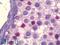 CREB Binding Protein antibody, LS-B6319, Lifespan Biosciences, Immunohistochemistry paraffin image 