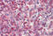 Neutrophil Cytosolic Factor 4 antibody, MBS242524, MyBioSource, Immunohistochemistry frozen image 