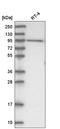 Dehydrogenase E1 And Transketolase Domain Containing 1 antibody, HPA037949, Atlas Antibodies, Western Blot image 