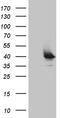 UEV And Lactate/Malate Dehyrogenase Domains antibody, TA809207, Origene, Western Blot image 