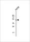 Prolactin Releasing Hormone Receptor antibody, 58-949, ProSci, Western Blot image 