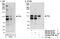 Probable transcription factor PML antibody, NB100-59788, Novus Biologicals, Western Blot image 