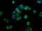 Exoribonuclease 1 antibody, LS-C672215, Lifespan Biosciences, Immunofluorescence image 