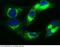 AHSG antibody, 10318-R001, Sino Biological, Immunohistochemistry paraffin image 