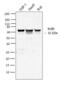 RELB Proto-Oncogene, NF-KB Subunit antibody, MCA6037, Bio-Rad (formerly AbD Serotec) , Western Blot image 