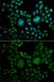 CAC antibody, GTX53908, GeneTex, Immunofluorescence image 