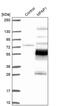 Microfibril Associated Protein 1 antibody, PA5-59958, Invitrogen Antibodies, Western Blot image 