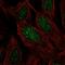 Chromosome 19 Open Reading Frame 44 antibody, HPA049414, Atlas Antibodies, Immunocytochemistry image 