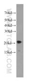 Neurocalcin Delta antibody, 66088-1-Ig, Proteintech Group, Western Blot image 