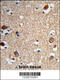 Actin-related protein 5 antibody, 63-862, ProSci, Immunohistochemistry paraffin image 