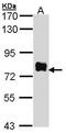 Bruton Tyrosine Kinase antibody, PA5-27392, Invitrogen Antibodies, Western Blot image 