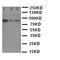 X-Ray Repair Cross Complementing 1 antibody, LS-C313480, Lifespan Biosciences, Western Blot image 