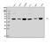 G-Rich RNA Sequence Binding Factor 1 antibody, A07576-2, Boster Biological Technology, Western Blot image 