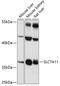 SLC7A11 antibody, 15-150, ProSci, Western Blot image 
