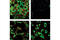 Ribosomal Protein S6 antibody, 4854S, Cell Signaling Technology, Immunocytochemistry image 