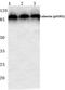 Calnexin antibody, A03372S583, Boster Biological Technology, Western Blot image 