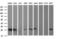 Cytidine/Uridine Monophosphate Kinase 1 antibody, M07962, Boster Biological Technology, Western Blot image 