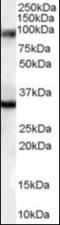 LIM Domain Binding 3 antibody, orb89719, Biorbyt, Western Blot image 