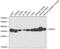 Mor1 antibody, 15-037, ProSci, Western Blot image 