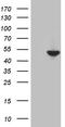 Antizyme Inhibitor 1 antibody, TA810907S, Origene, Western Blot image 