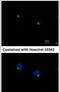 Intraflagellar Transport 122 antibody, PA5-31381, Invitrogen Antibodies, Immunofluorescence image 
