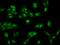Muscleblind-like protein 2 antibody, 207335-T02, Sino Biological, Immunohistochemistry frozen image 