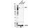 Angiotensin I Converting Enzyme 2 antibody, 15983S, Cell Signaling Technology, Western Blot image 