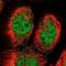 Pyridoxal kinase antibody, NBP1-88282, Novus Biologicals, Immunofluorescence image 