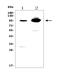 Erythrocyte Membrane Protein Band 4.1 Like 5 antibody, A09638-2, Boster Biological Technology, Western Blot image 