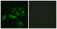 Gonadotropin Releasing Hormone Receptor antibody, abx015292, Abbexa, Western Blot image 