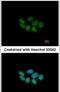 Phosphatase And Actin Regulator 3 antibody, PA5-31725, Invitrogen Antibodies, Immunofluorescence image 