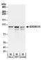 RRP6 antibody, A303-988A, Bethyl Labs, Western Blot image 
