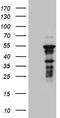 Zinc Finger Protein 2 antibody, TA811013, Origene, Western Blot image 
