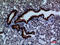 Dihydropyrimidine Dehydrogenase antibody, A01749-1, Boster Biological Technology, Immunohistochemistry frozen image 