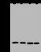 Mitochondrially Encoded Cytochrome C Oxidase II antibody, 202682-T44, Sino Biological, Western Blot image 