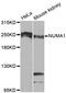 Nuclear Mitotic Apparatus Protein 1 antibody, A0527, ABclonal Technology, Western Blot image 