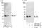 Eukaryotic Translation Initiation Factor 6 antibody, A303-029A, Bethyl Labs, Western Blot image 