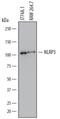 NLR Family Pyrin Domain Containing 3 antibody, MA5-23919, Invitrogen Antibodies, Western Blot image 