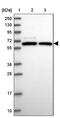 CDC Like Kinase 3 antibody, PA5-61341, Invitrogen Antibodies, Western Blot image 