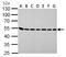 Argininosuccinate lyase antibody, LS-C186321, Lifespan Biosciences, Western Blot image 