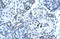 Paired box protein Pax-2 antibody, P100859_P050, Aviva Systems Biology, Immunohistochemistry frozen image 