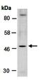 Paired Box 6 antibody, orb67125, Biorbyt, Western Blot image 