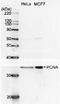 PCNA antibody, 70-080, BioAcademia Inc, Western Blot image 