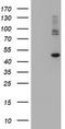 Carboxypeptidase A2 antibody, CF504645, Origene, Western Blot image 
