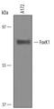 Forkhead box protein K1 antibody, AF6366, R&D Systems, Western Blot image 