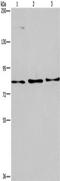 Protein argonaute-4 antibody, TA350880, Origene, Western Blot image 