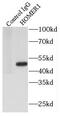 Homer protein homolog 1 antibody, FNab03963, FineTest, Immunoprecipitation image 